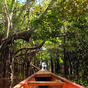 The Amazonian jungle in South America explore on the boat